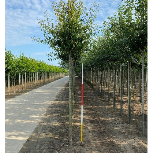 Päron - Pyrus communis 'Beurré Hardy' 12-14 HS, DRKL