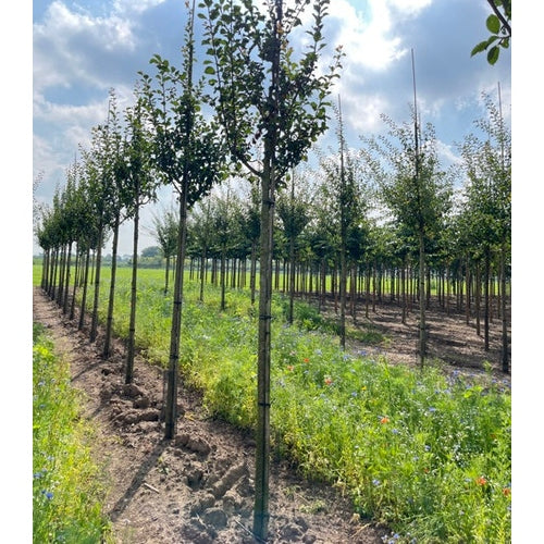 Plommon - Prunus domestica 'Reine Claude d'Althan'  - Stammens omkrets 16-18 cm, höjd 3,5-4 meter,  HS,