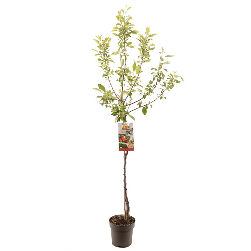 Malus domestica &