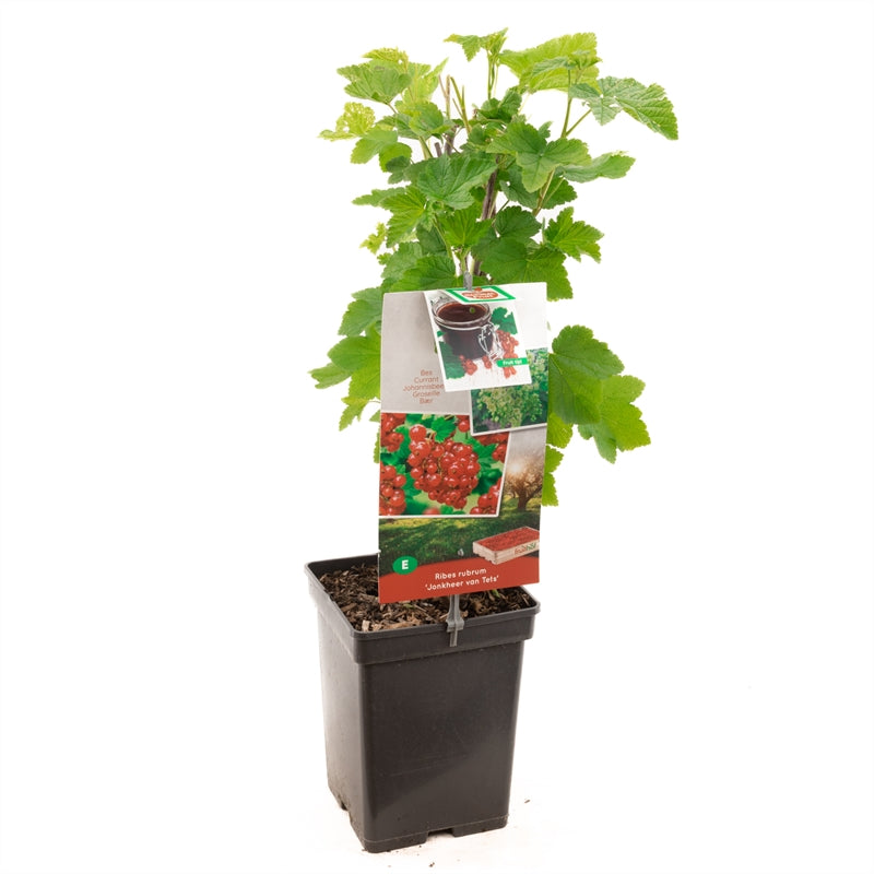 Ribes rubrum &