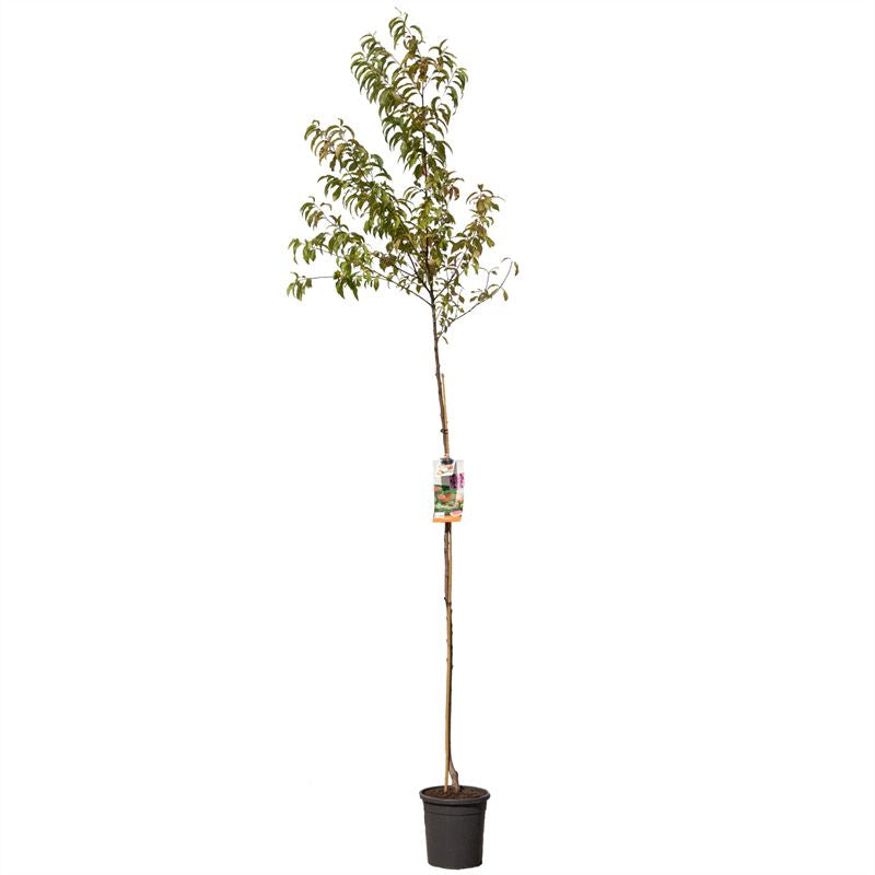 Prunus persica &
