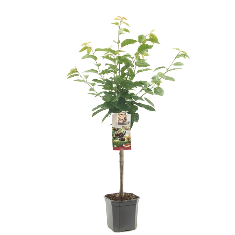 Prunus avium &