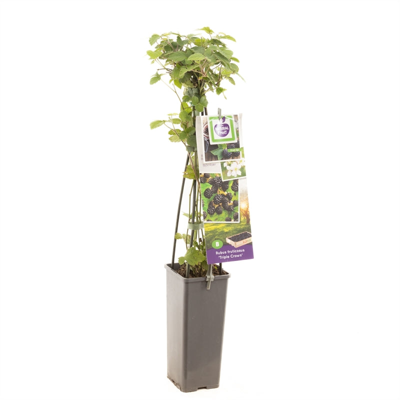 Taggfri björnbär - Rubus fruticosus &