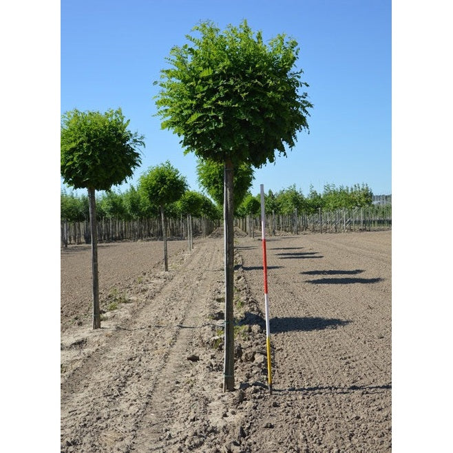 Robinia - Robinia pseudoacacia 'Umbraculifera'  - Stammens omkrets 18-20 cm, höjd 4 +/- meter,  HS,