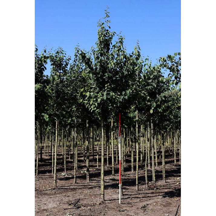 Katsura - Cercidiphyllum japonicum 12-14  HS, COCO