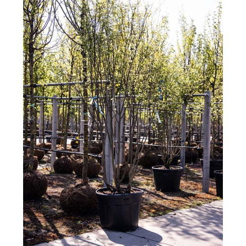 Amerikansk judasträd - Cercis canadensis 250-300 MS CONT