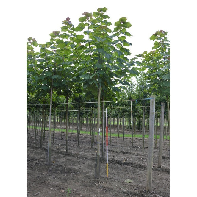 Avenbok - Carpinus betulus 'Purpurea'  - Stammens omkrets 20-25 cm, höjd 4-4,5 meter,   HS, COCO