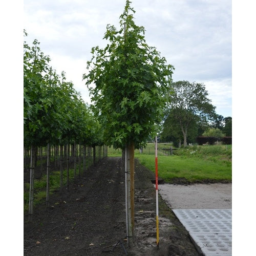 Ambraträd - Liquidambar styraciflua &