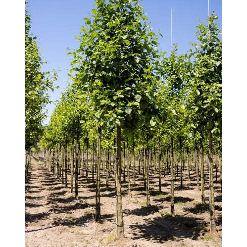 Klibbal - Alnus glutinosa  - Stammens omkrets 20-25 cm, höjd 4-4,5 meter,   HS, COCO