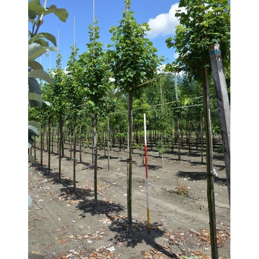 Rödlönn - Acer rubrum RED SUNSET  - Stammens omkrets 14-16 cm, höjd 3,5-4 meter,   HS, COCO