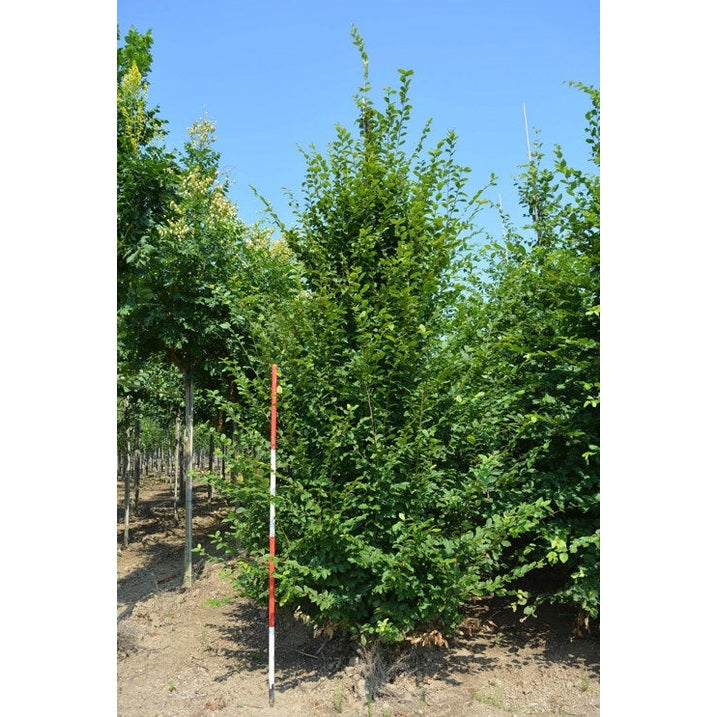 Avenbok - Carpinus betulus  - Stammens omkrets 18-20 cm, höjd 4 +/- meter,  GEV