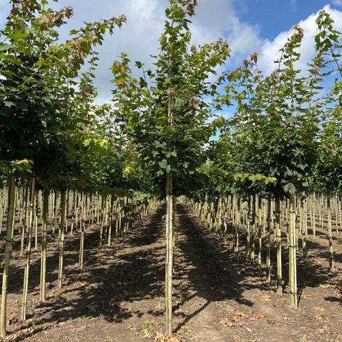 Lönn - Acer platanoides 12-14  HS,