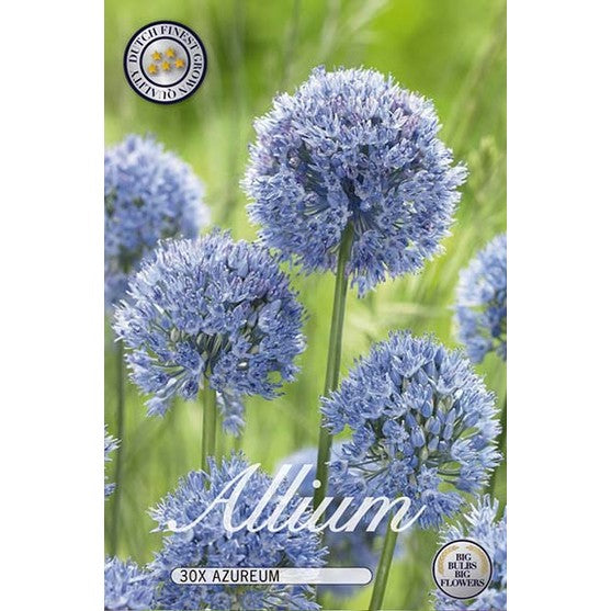 Allium Azureum 30-pack