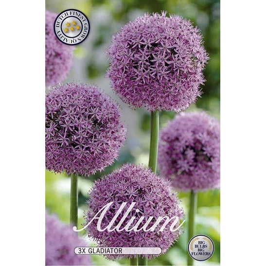 Allium Gladiator 3-pack