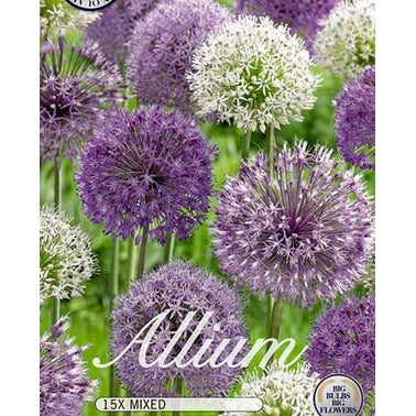 Allium Mix 15-pack
