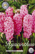 Hyacint Anna Marie 10-pack
