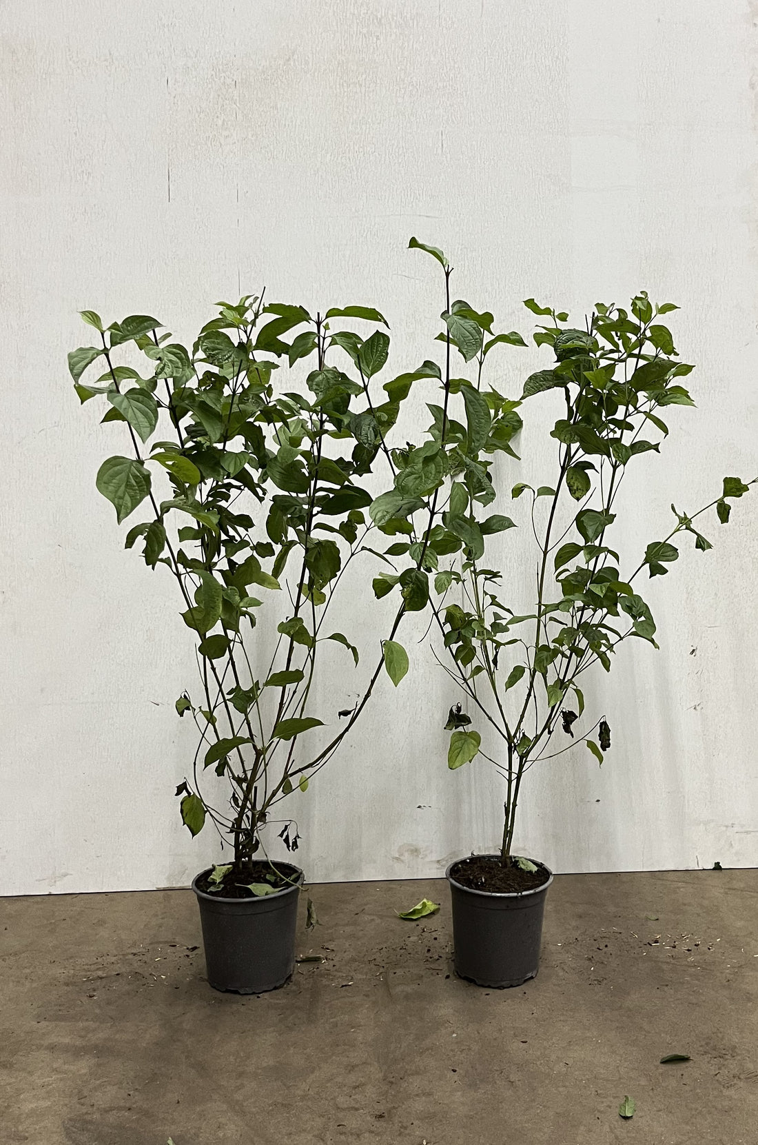 Hassel ; 40-60 cm 2,5 L kruka