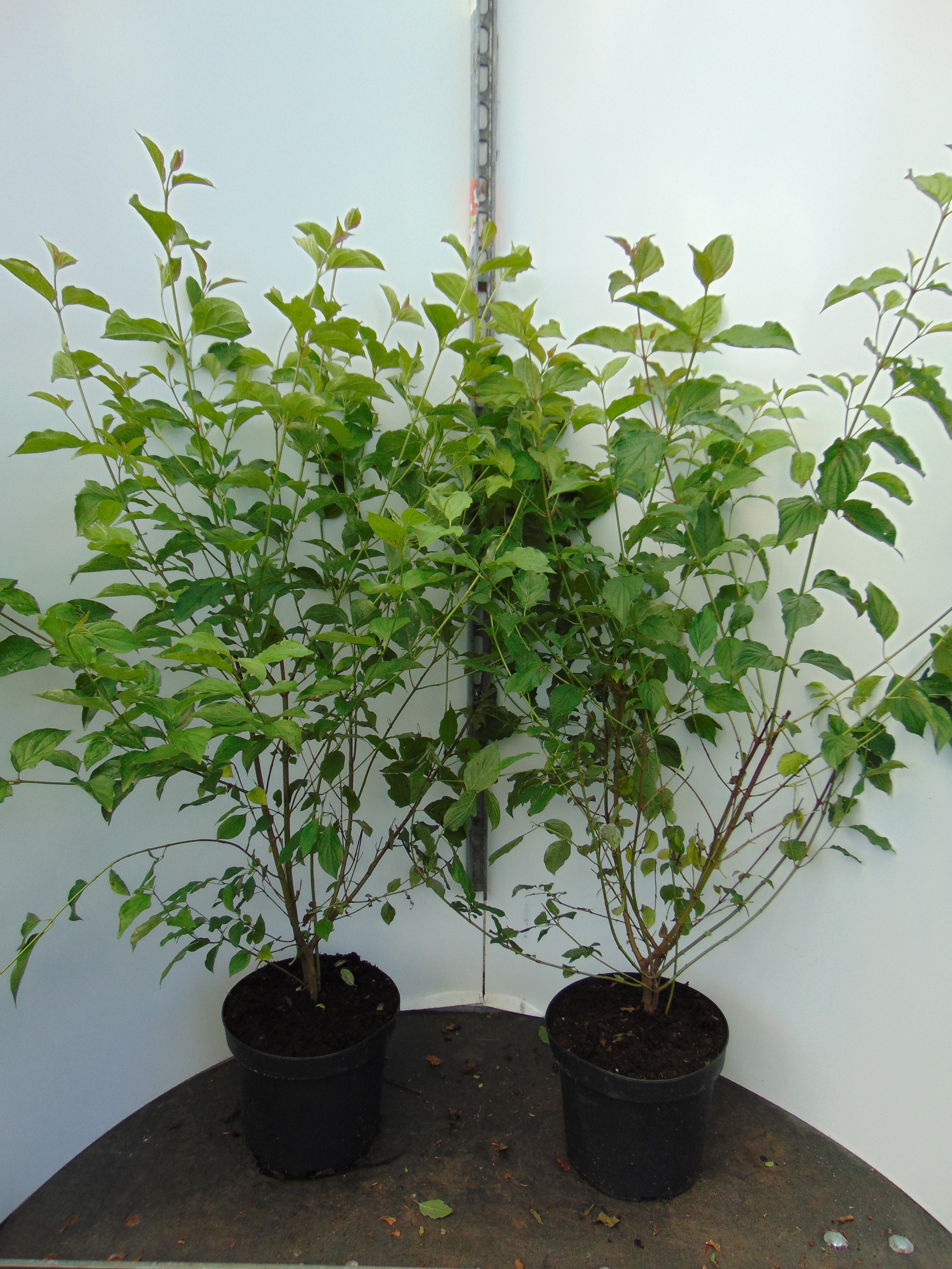Hassel ; 60-100 cm 2,5 L kruka