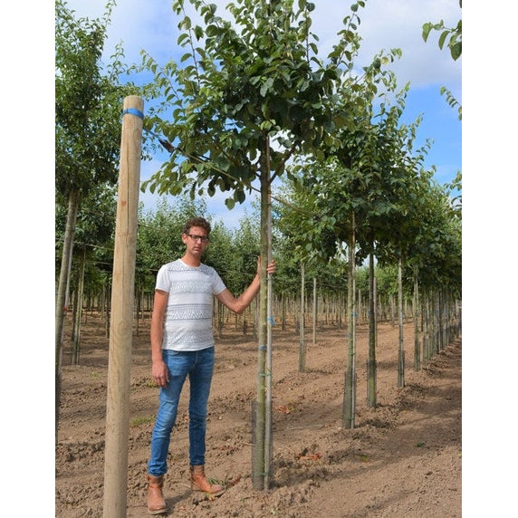 Kvitten - Cydonia oblonga  - Stammens omkrets 14-16 cm, höjd 3,5-4 meter,   HS, W