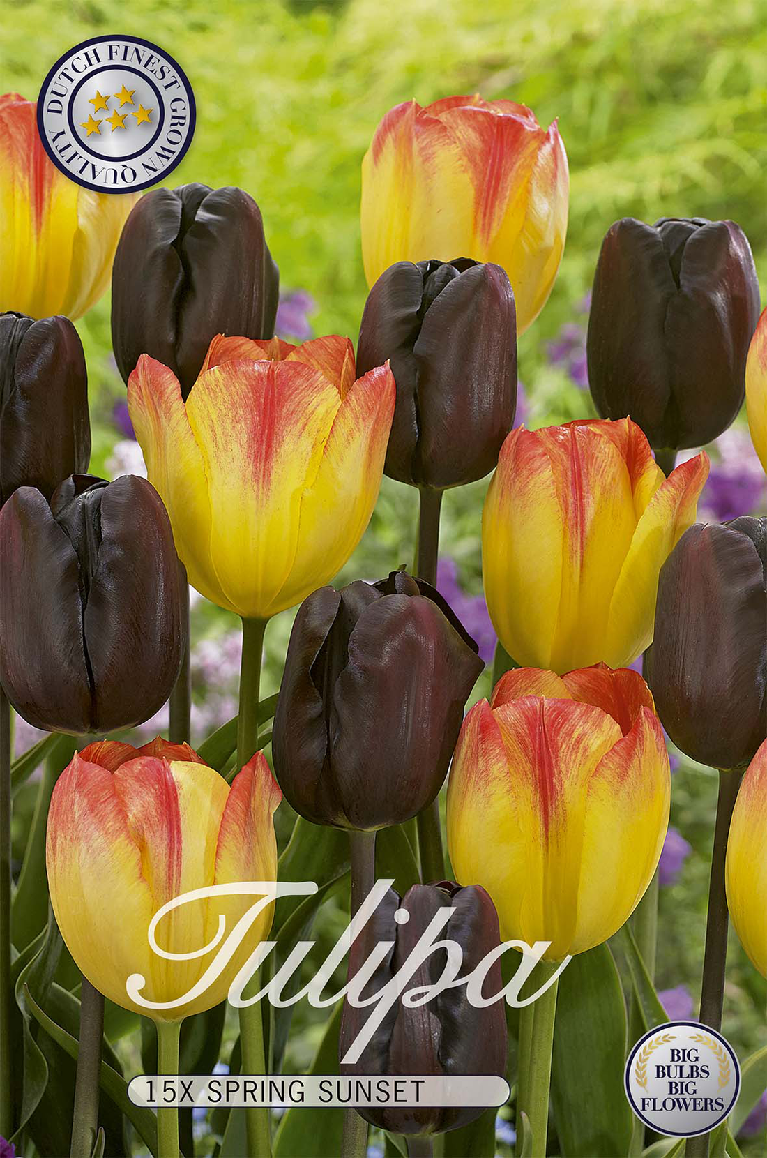 Tulpan Spring Sunset 15-pack