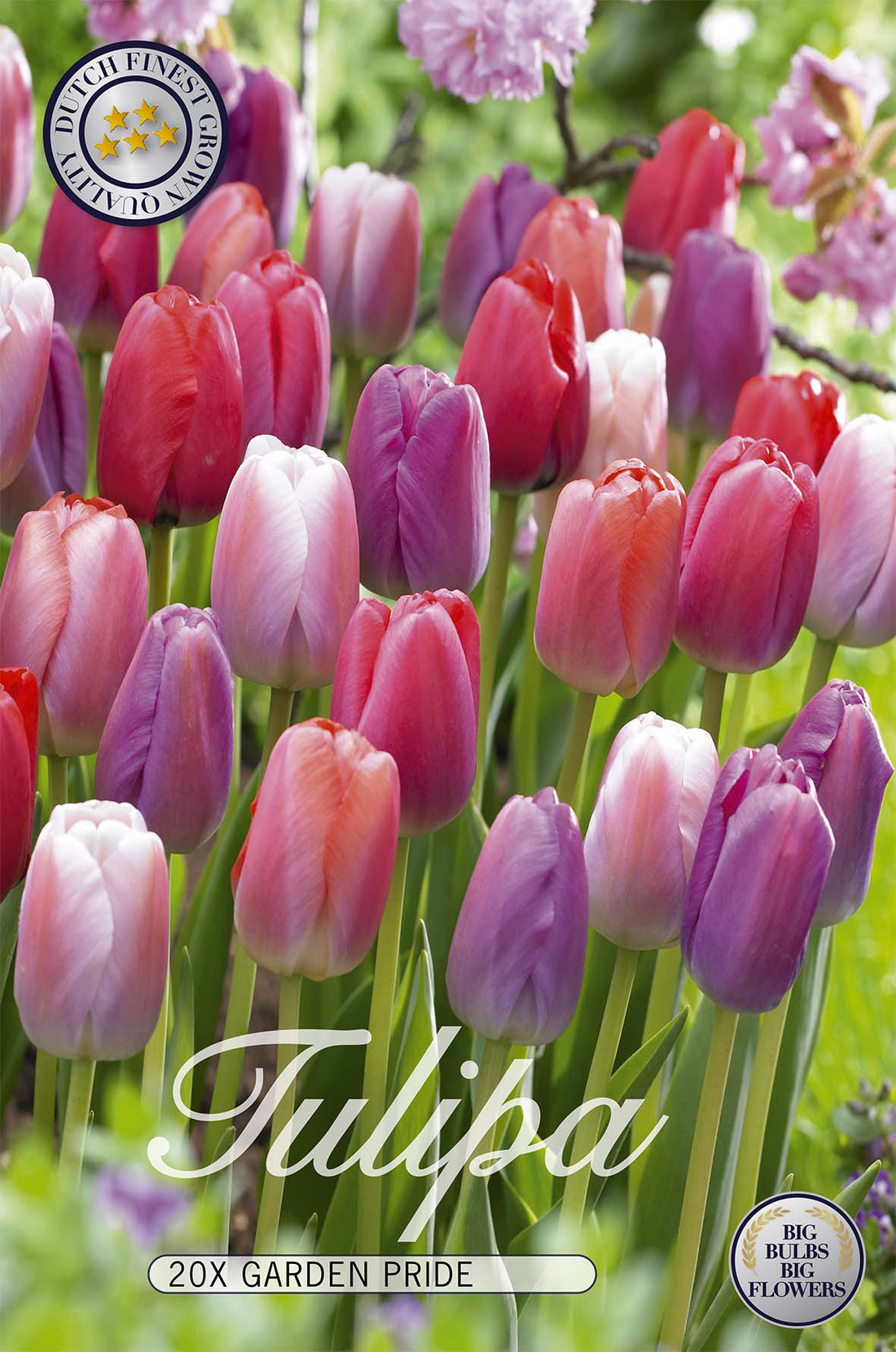 Tulpan Garden Pride 20-pack