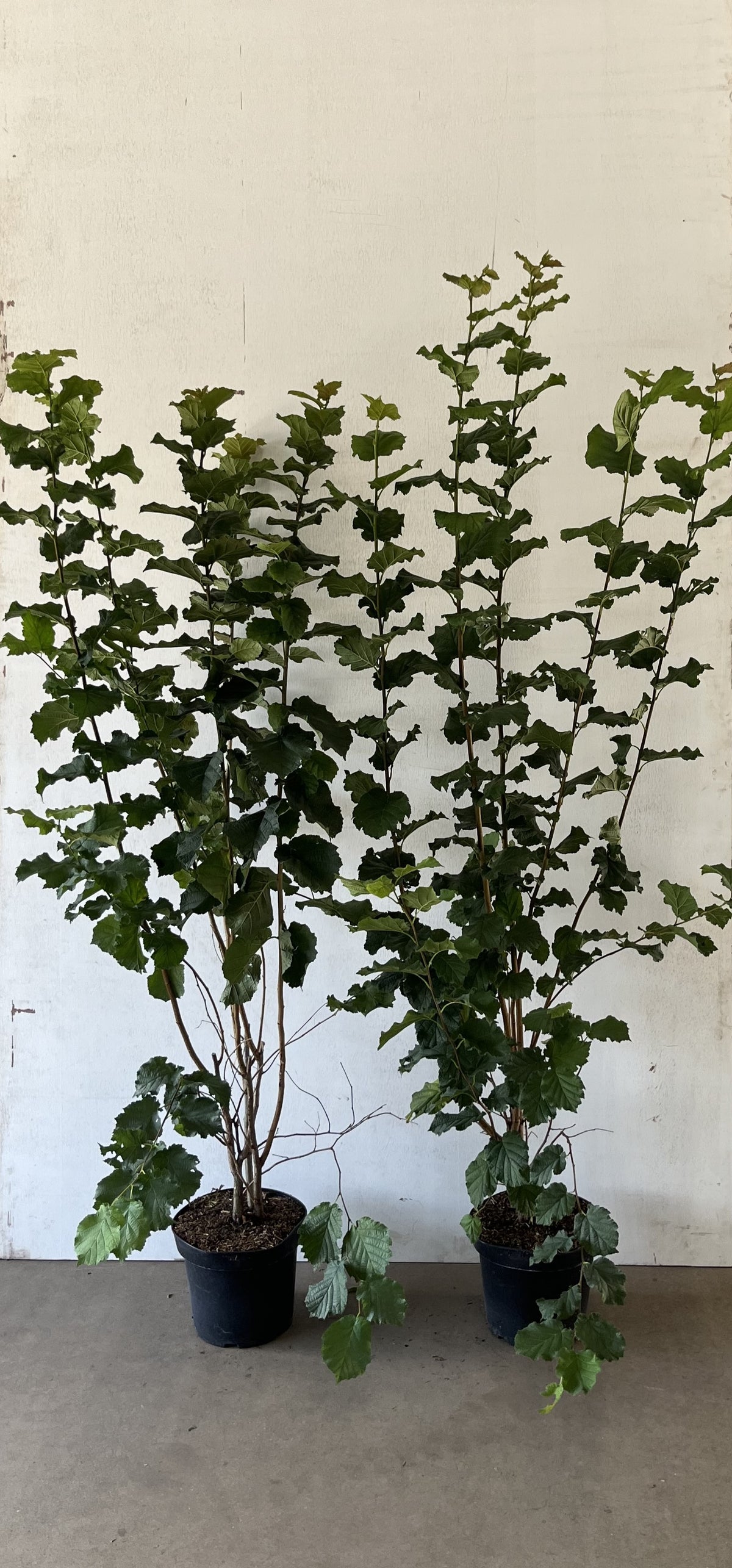 Benved ; 80-100 cm 7,5 L kruka