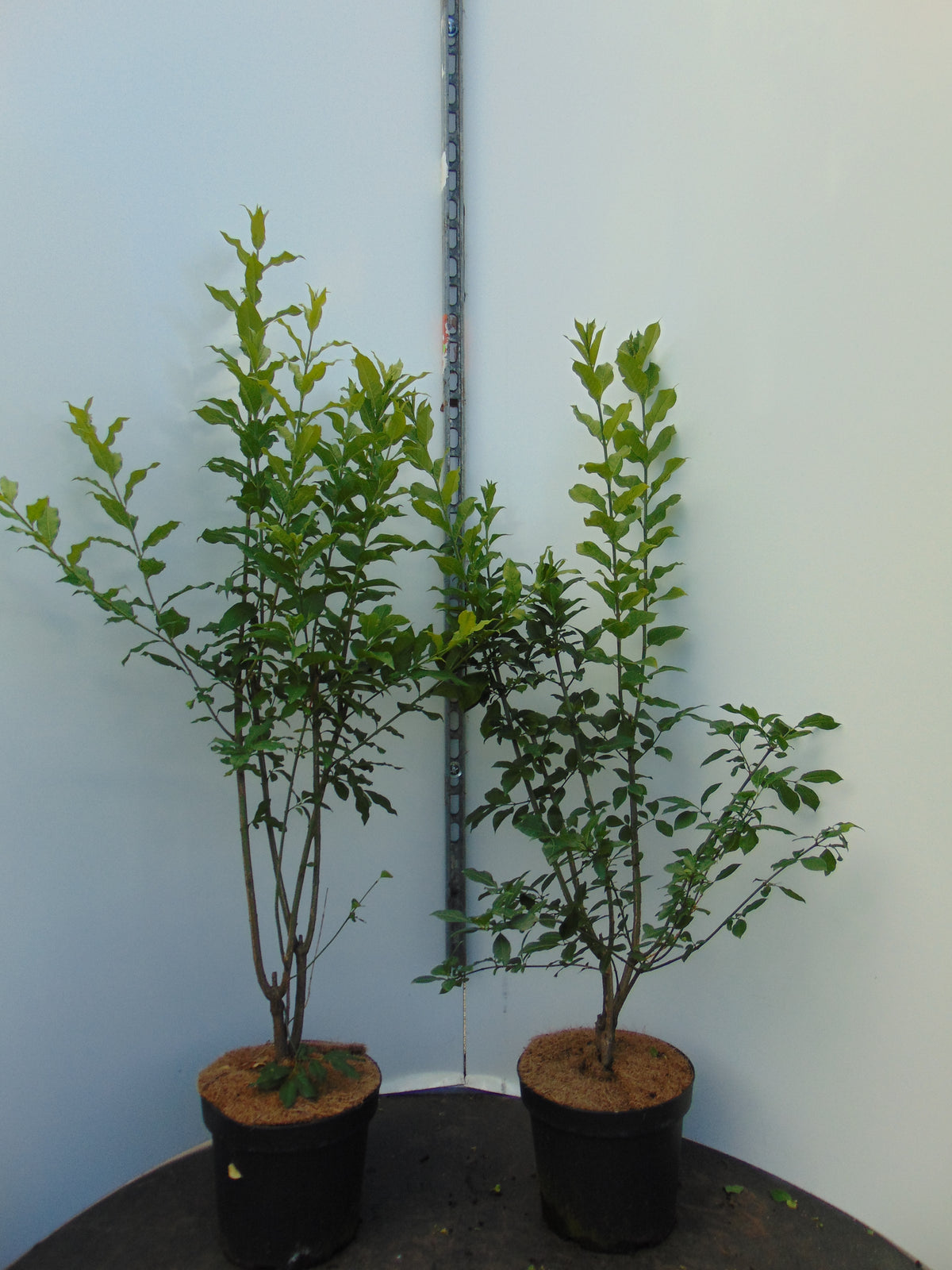 Benved ; 100-125 cm 7,5 L kruka