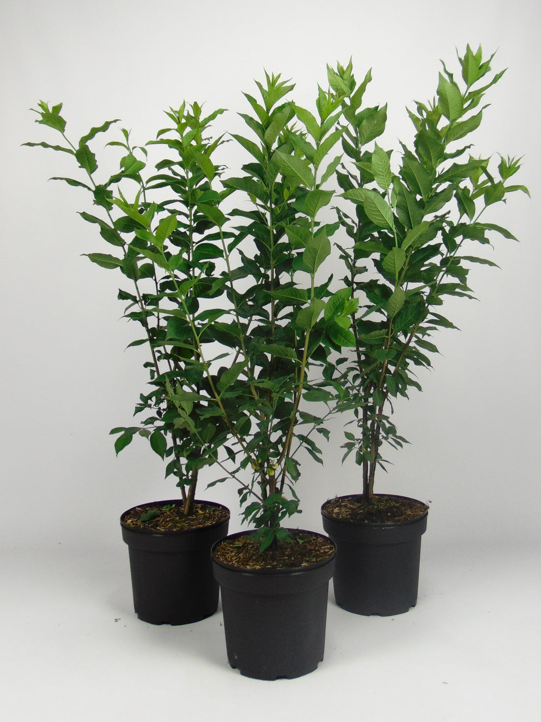 Liguster ; 40-60 cm 2 L kruka