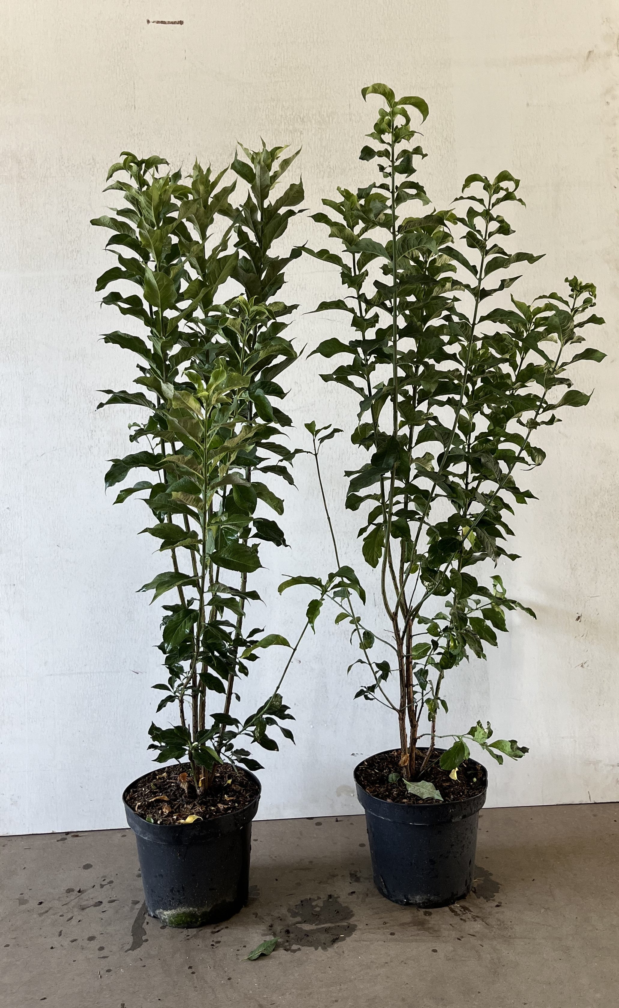 Liguster ; 80-100 cm 5 L kruka