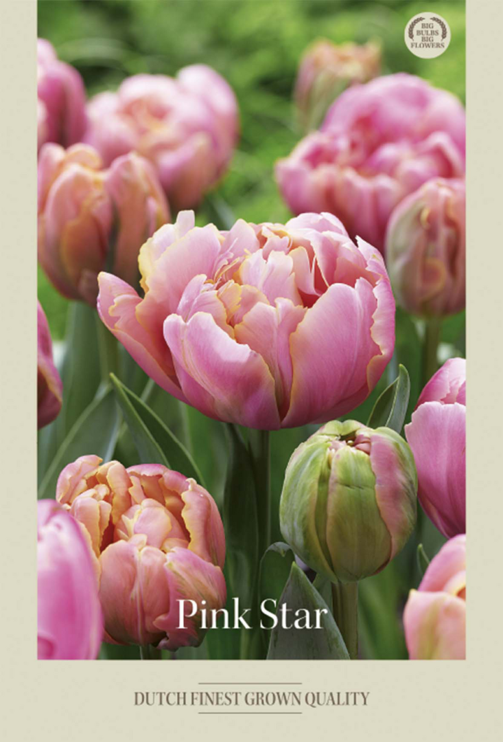 Tulpan Pink Star – hel förpackningsbild med blomman, 7-pack. Från Svedberga Plantskola