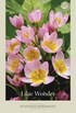 Tulpan Bakeri Lilac Wonder – hel förpackningsbild med blomman, 10-pack. Från Svedberga Plantskola