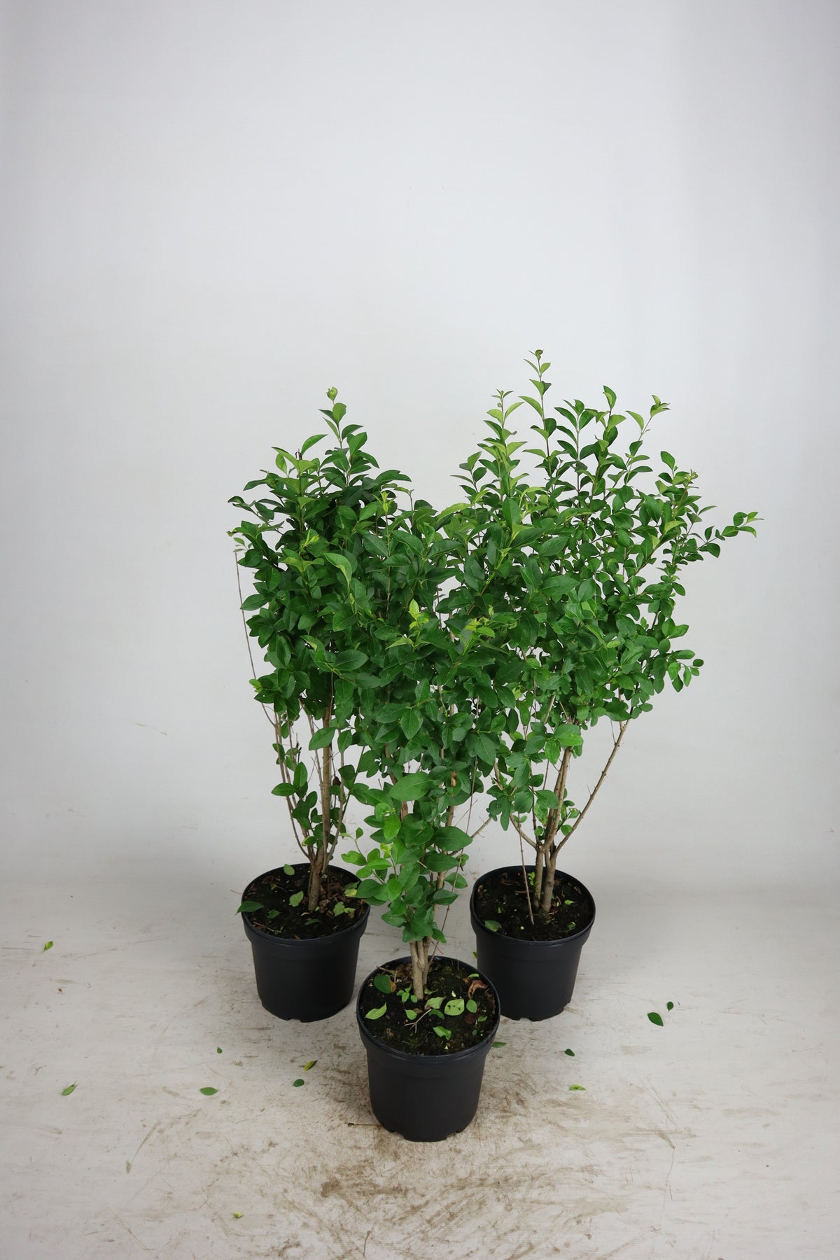 Liguster ; 125-150 cm 7,5 L kruka