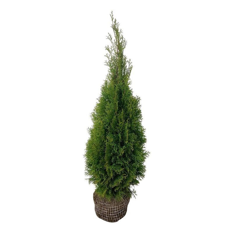 Thuja Smaragd ; 80-100 cm rotklump