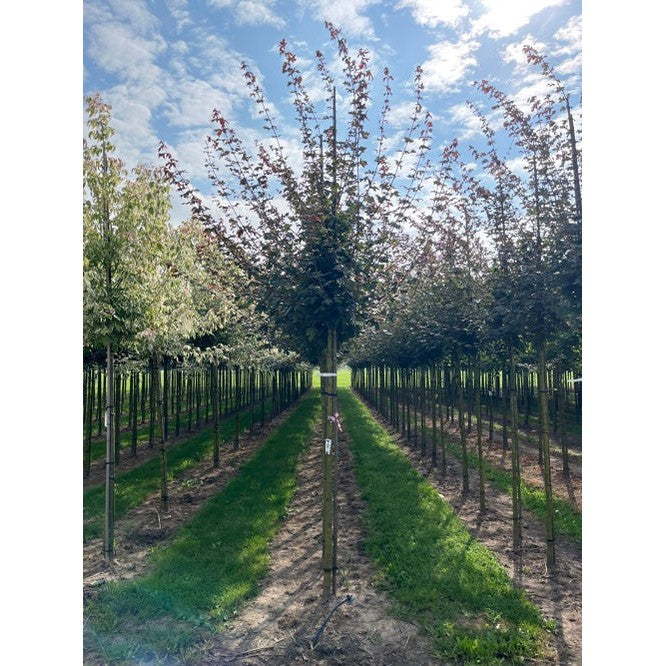 Naverlönn - Acer campestre 'Red Shine' 12-14   HS,