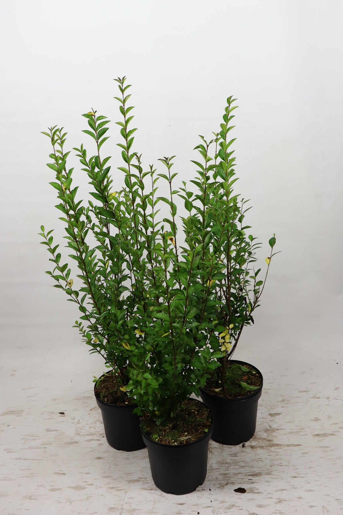 Idegran ; 30-40 cm 3,5 L kruka