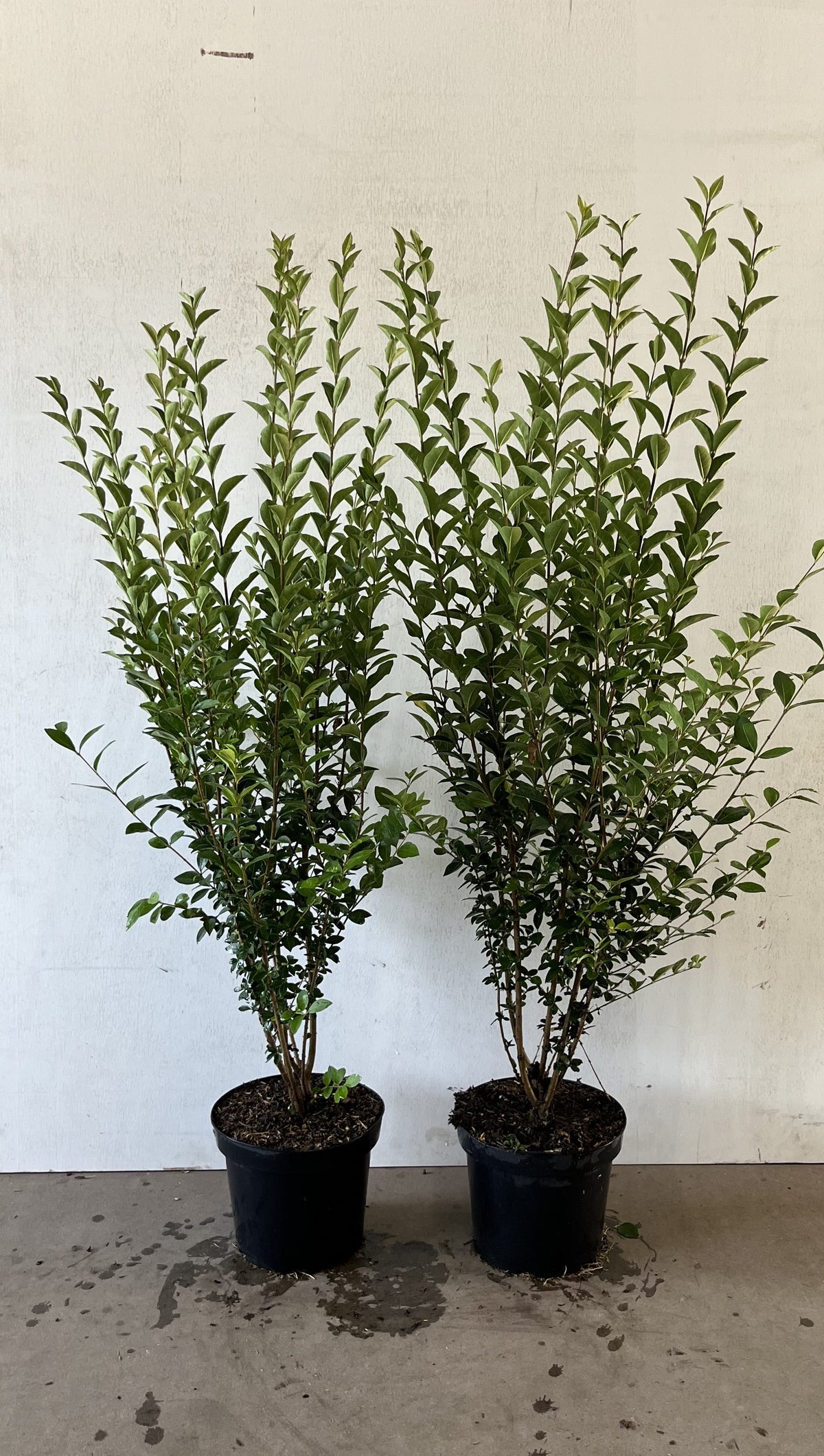 Idegran ; 40-60 cm 3,5 L kruka