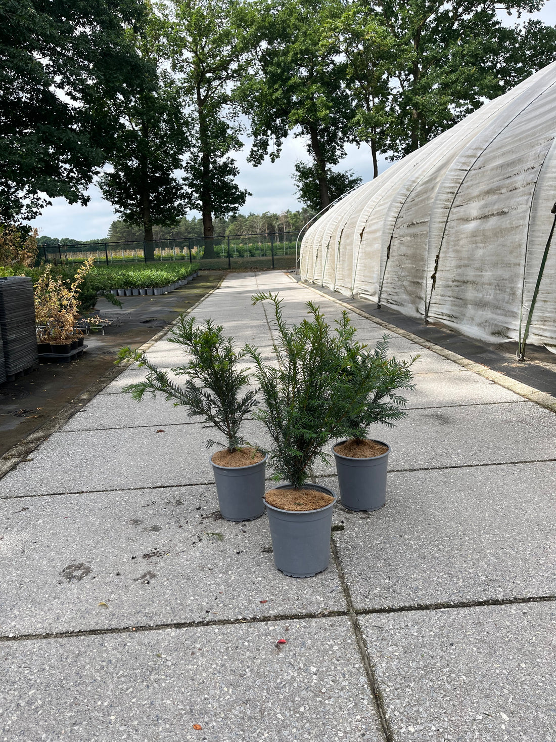 Skogsolvon -  C2.5 40-60