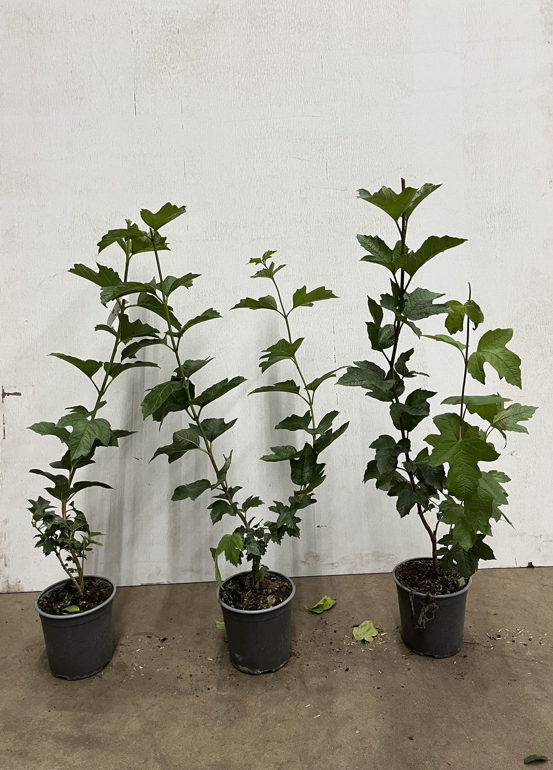 Skogsolvon -  C7.5 80-100