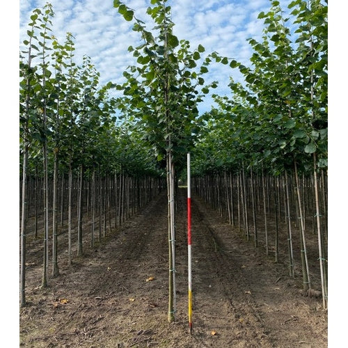 Parklind -Tilia europaea 'Pallida' 12-14 HS,