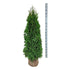 Thuja Smaragd -  120-140 cm