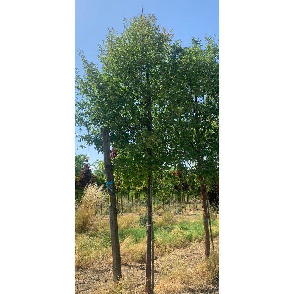 Kopparlönn - Acer griseum  - Stammens omkrets 20-25 cm, höjd 4-4,5 meter,  HS,
