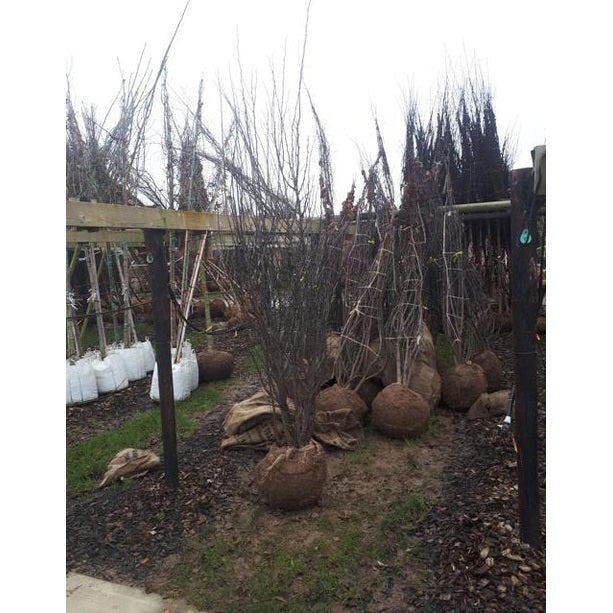 Judasträd - Cercis siliquastrum 250-300 MS COCO