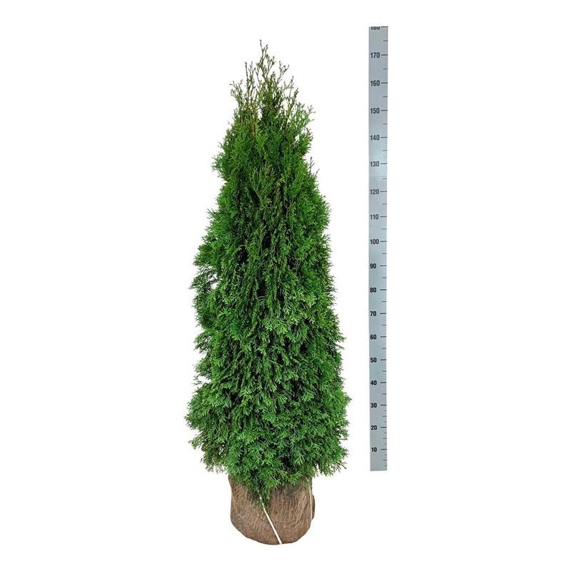 Thuja Smaragd ; 120-140 cm rotklump
