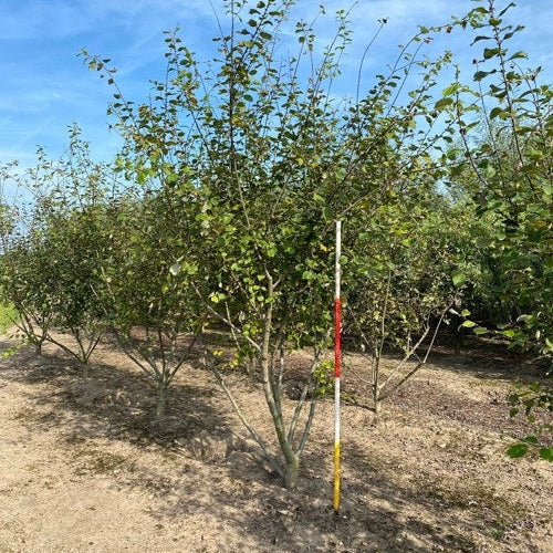 Sälg - Salix caprea 300-350 MS DRKL