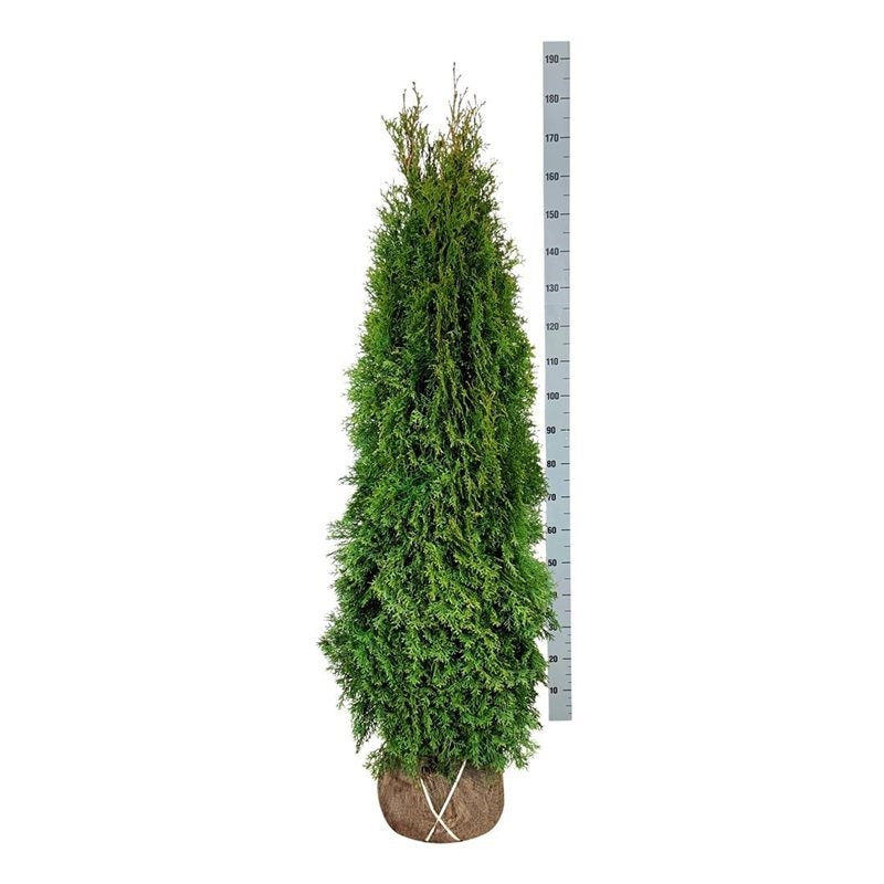 Thuja Smaragd ; 140-160 cm rotklump
