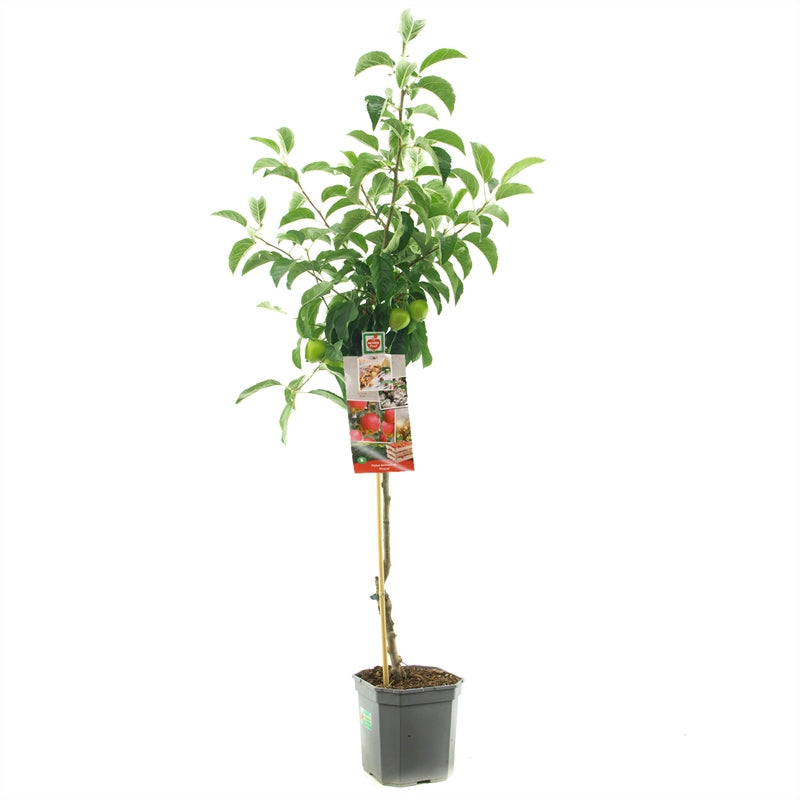 Malus domestica &