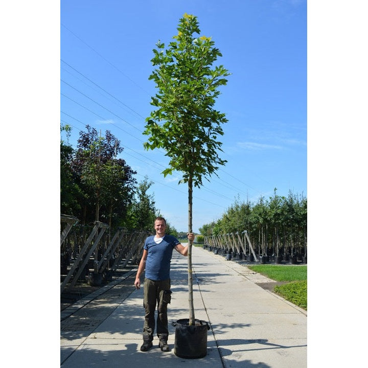 Tysklönn - Acer pseudoplatanus 'Leopoldii'  - Stammens omkrets 14-16 cm, höjd 3,5-4 meter,   HS, CONT