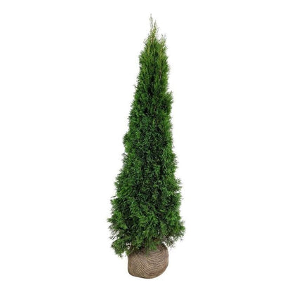 Thuja Smaragd -  160-180 cm