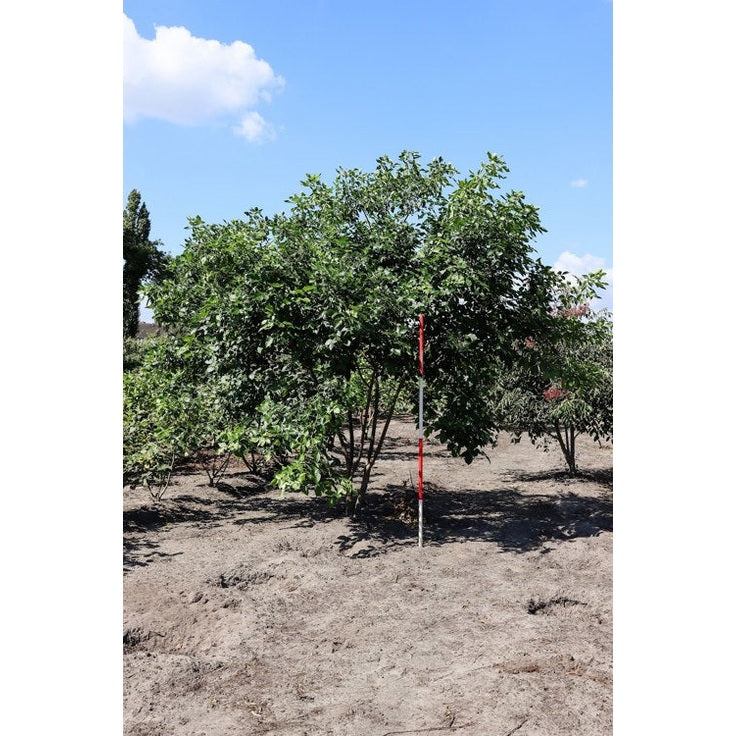 Vinruteväxt - Ptelea trifoliata 250-300 MS