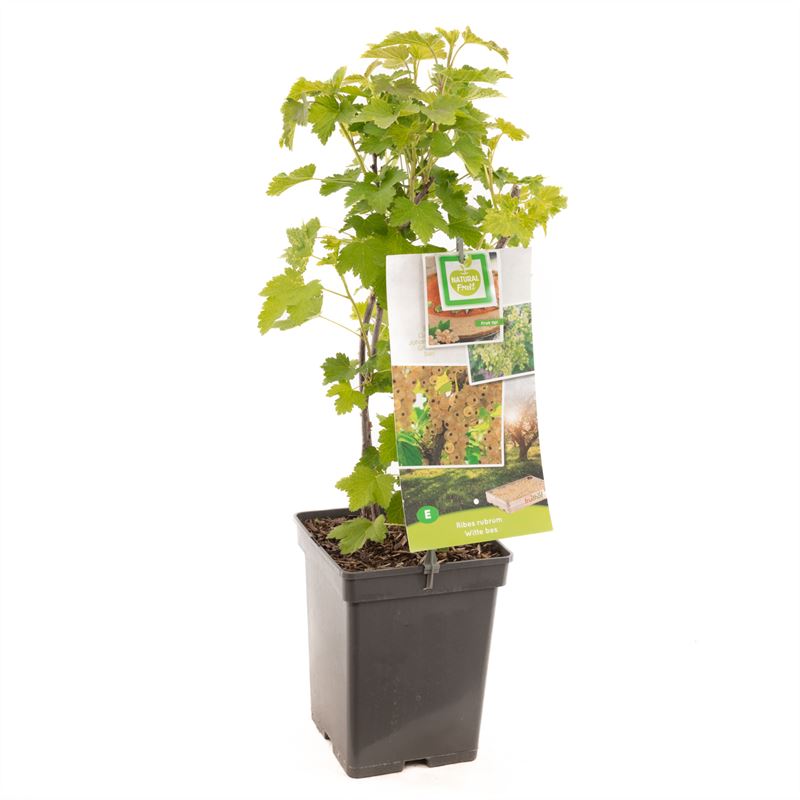 Ribes rubrum &